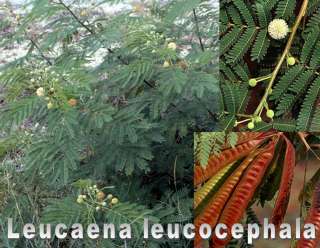 Leucaena leucocephala **** Weißer Popinac **** 20 Samen  