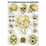 Anatomie Poster   Mini Poster   Die Schädelknochen des Menschen 