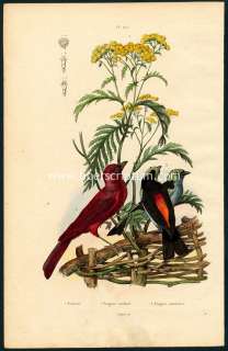   Naturelle Oiseaux Tanaisie Tangara cardinal septicolore Gravure 19e