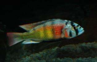 AFRICAN CICHLIDS 1 CHRISTMAS FULU VERY RARE  