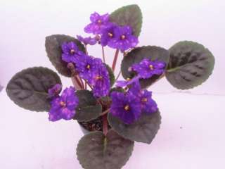 African violet PLUG starter plant DEEP SKY, FANTASY  