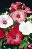 HIBISCUS LIKE BLOOMS Lavatera BEAUTY MIX Annual SEEDS  