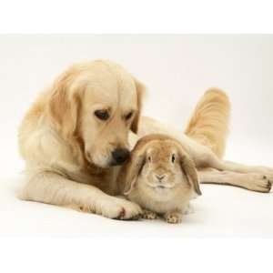  Golden Retriever Smelling Sandy Lop Rabbit Stretched 