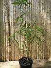Pseudosasa japonica Tsutsumiana ~ 2 Gal. Bamboo Plant