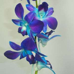 Fresh Flowers Blue Orchids, box of 70, Wedding, Decorations  