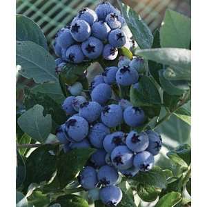  Blueberry, Jubilee 1 Plant Patio, Lawn & Garden