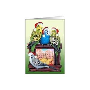  Budgie Parakeet YOUR Photo Card Here Christmas Parrot 