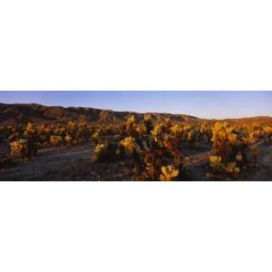  Cholla Cactus Plants on a Landscape, California, USA by 