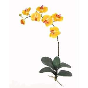  Phalaenopsis Silk Orchid Flower w/Leaves 6 Stems)