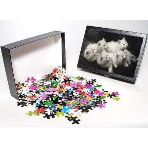   Jigsaw Puzzle of Fall/chinchilla Kittens from Mary Evans Toys & Games
