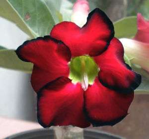 Adenium Obesum Desert Rose Red_dragon1Grafted Plant  