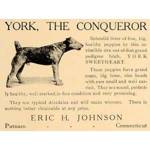  1907 Ad Eric Johnson York Dogs Litter Pedigree Airedale 