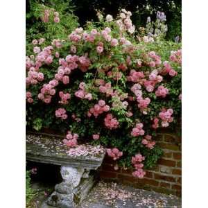 Pheasant Rose Cascades Over Wall onto Stone Bench Photographic 