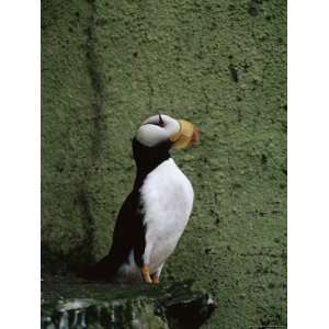  Horned Puffin (Fratercula Corniculata), St. George Island 