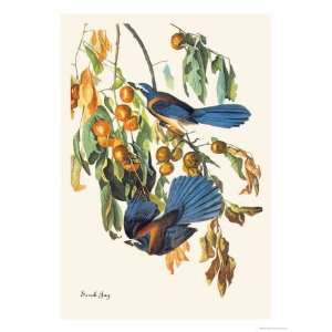   Jay Giclee Poster Print by John James Audubon, 30x40