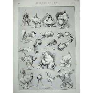  Louis Wain 1890 Dairy Show Birds Pigeons Brahmas Fowls 