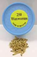 250+ Live Wax Worms for Fishing or Pet Food  