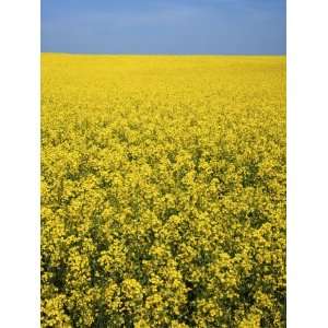 Canola field in bloom, Hanover County, Virginia, USA Photographic 