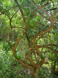   Laamia 25 Seed Collector Calabash Gourd Tree HUGE GOURDS on this Tree