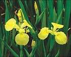 Yellow Flag Iris ~ pond/water garden plants~ lot of 6