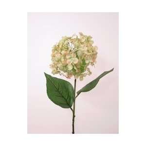  PRINCESS SINGLE HYDRANGEA