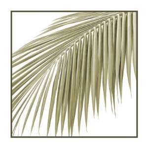  Palm Study VII by Studio EL Collection , 20x20