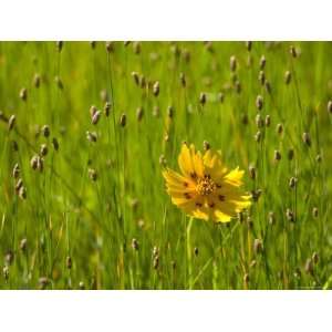  Grass Heads and Lone Coreopsis Flower Near Industry, Texas 