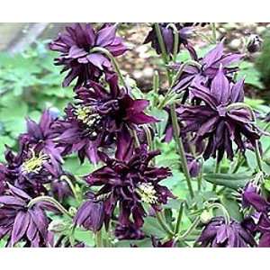  8 Black Barlow Columbine Plants   Aquilegia   SALE* Patio 