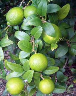 Key Lime Tree   Potted   Fruiting Size   Make Key Lime Pie  