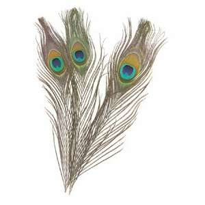 Peacock Feathers   Peacock Feathers, Pkg of 12 Arts 