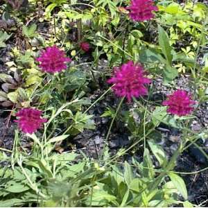  Pincushion Flower *Scabiosa* Purple Flowers Add to Floral 