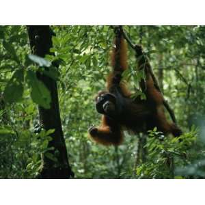  A Male Orangutan Feeds on Fresh Fruit Plucked from a Tree 