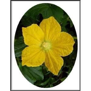 Rainbow Seeds® 150+ Lemon Cucumber Seeds~ Rare Sweet Yellow Heirloom 