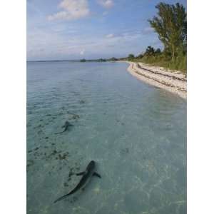  Blacktip Reef Sharks in Shallow Water Along a Beach 