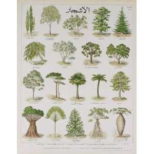  The Tree Teaching Chart by Deyrolle. Size 19.50 X 24.50 
