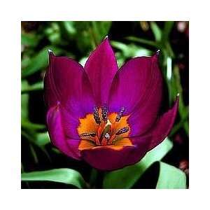  Persian Pearl Tulip 15 Bulbs   Very Hardy   Perennial 