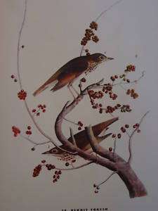 1937 AUDUBON BIRD PRINT # 58 HERMIT THRUSH PAIR IN TREE  