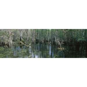  Water in the Dense Tropical Forest, Big Cypress National 